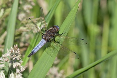 BUITEN BEELD Foto: 58946
