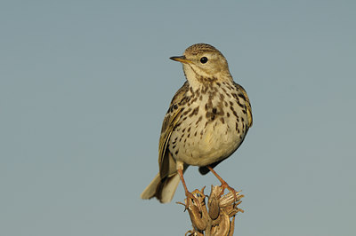 BUITEN BEELD Foto: 58960