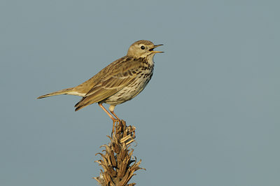BUITEN BEELD Foto: 58961
