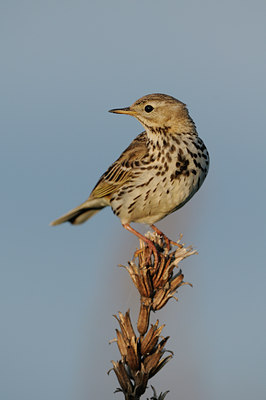 BUITEN BEELD Foto: 58963