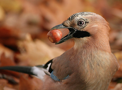 BUITEN BEELD Foto: 58984