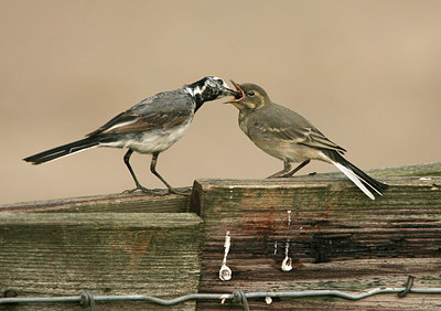 BUITEN BEELD Foto: 58986