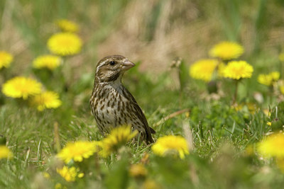 BUITEN BEELD Foto: 58996