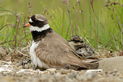 BUITEN BEELD Foto: 5070