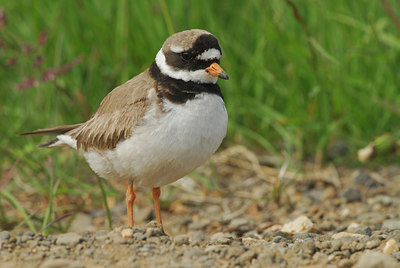 BUITEN BEELD Foto: 5072