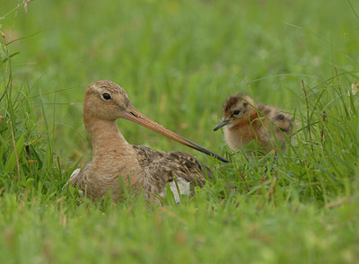 BUITEN BEELD Foto: 5075