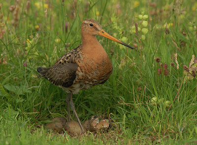 BUITEN BEELD Foto: 5079