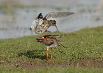 BUITEN BEELD Foto: 5093