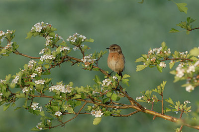 BUITEN BEELD Foto: 5110