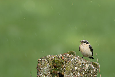 BUITEN BEELD Foto: 5114