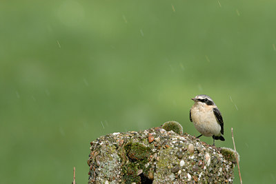 BUITEN BEELD Foto: 5114