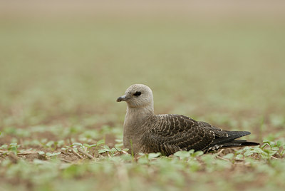 BUITEN BEELD Foto: 5118