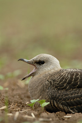 BUITEN BEELD Foto: 5121