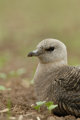 BUITEN BEELD Foto: 5123