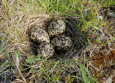 BUITEN BEELD Foto: 5127