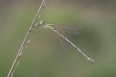 BUITEN BEELD Foto: 5138