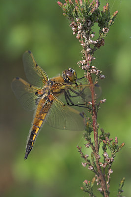 BUITEN BEELD Foto: 5144