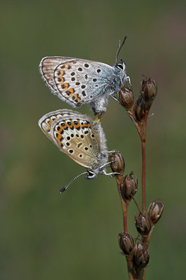 BUITEN BEELD Foto: 5156