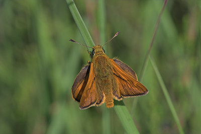 BUITEN BEELD Foto: 5162