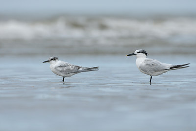 BUITEN BEELD Foto: 5170
