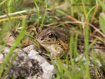 BUITEN BEELD Foto: 5181