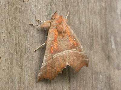 BUITEN BEELD Foto: 5186