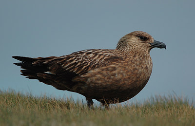 BUITEN BEELD Foto: 5256