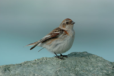 BUITEN BEELD Foto: 5264