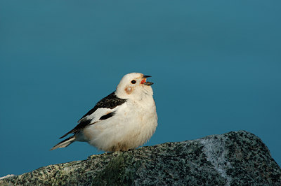 BUITEN BEELD Foto: 5265