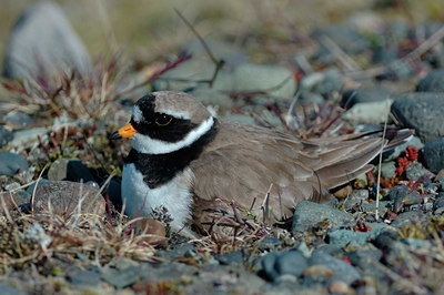 BUITEN BEELD Foto: 5268