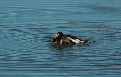 BUITEN BEELD Foto: 5272