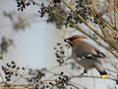 BUITEN BEELD Foto: 5285