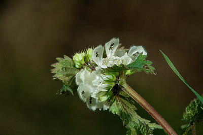 BUITEN BEELD Foto: 5300