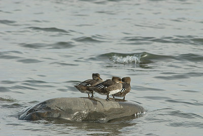 BUITEN BEELD Foto: 5305