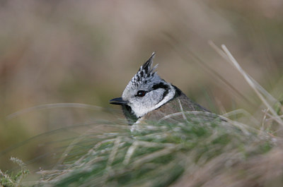 BUITEN BEELD Foto: 5308