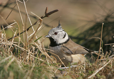 BUITEN BEELD Foto: 5309