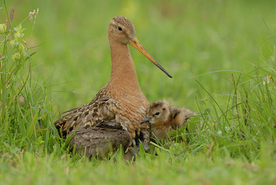 BUITEN BEELD Foto: 5312