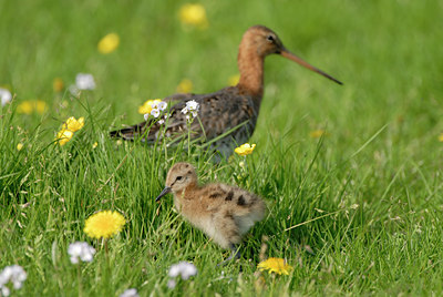 BUITEN BEELD Foto: 5325