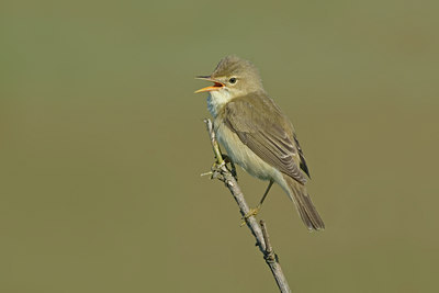 BUITEN BEELD Foto: 5343