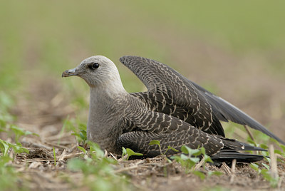 BUITEN BEELD Foto: 5354