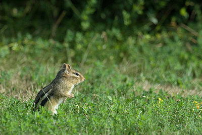 BUITEN BEELD Foto: 5382