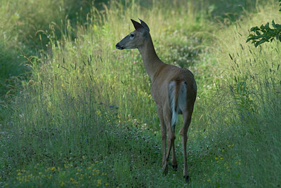 BUITEN BEELD Foto: 5388