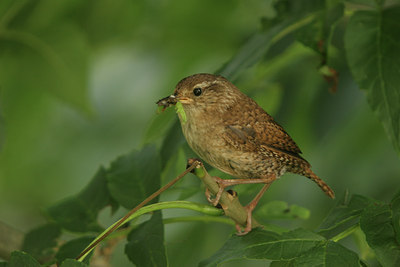 BUITEN BEELD Foto: 5393