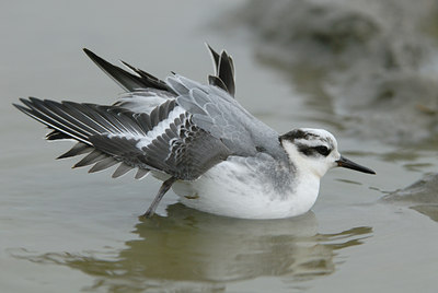 BUITEN BEELD Foto: 5442