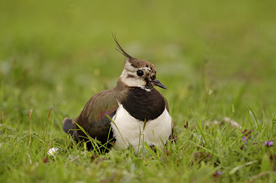 BUITEN BEELD Foto: 5446