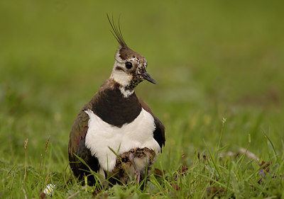 BUITEN BEELD Foto: 5448