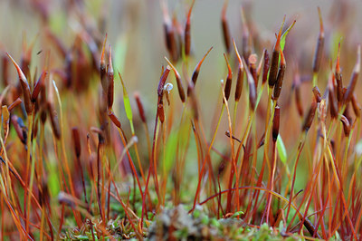 BUITEN BEELD Foto: 5462