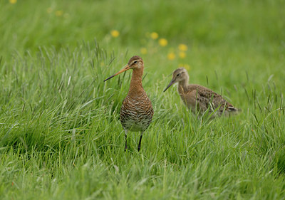 BUITEN BEELD Foto: 5467