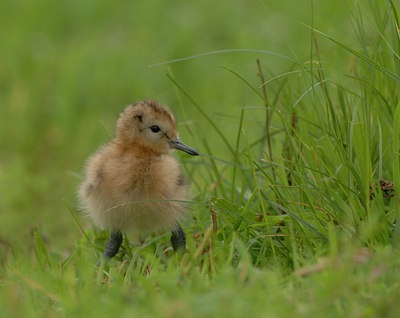 BUITEN BEELD Foto: 5468