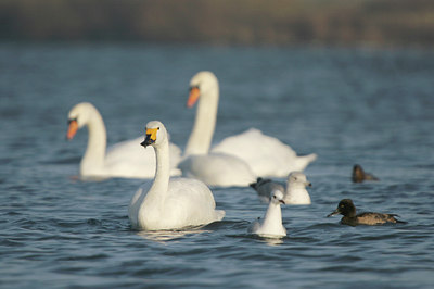 BUITEN BEELD Foto: 5509